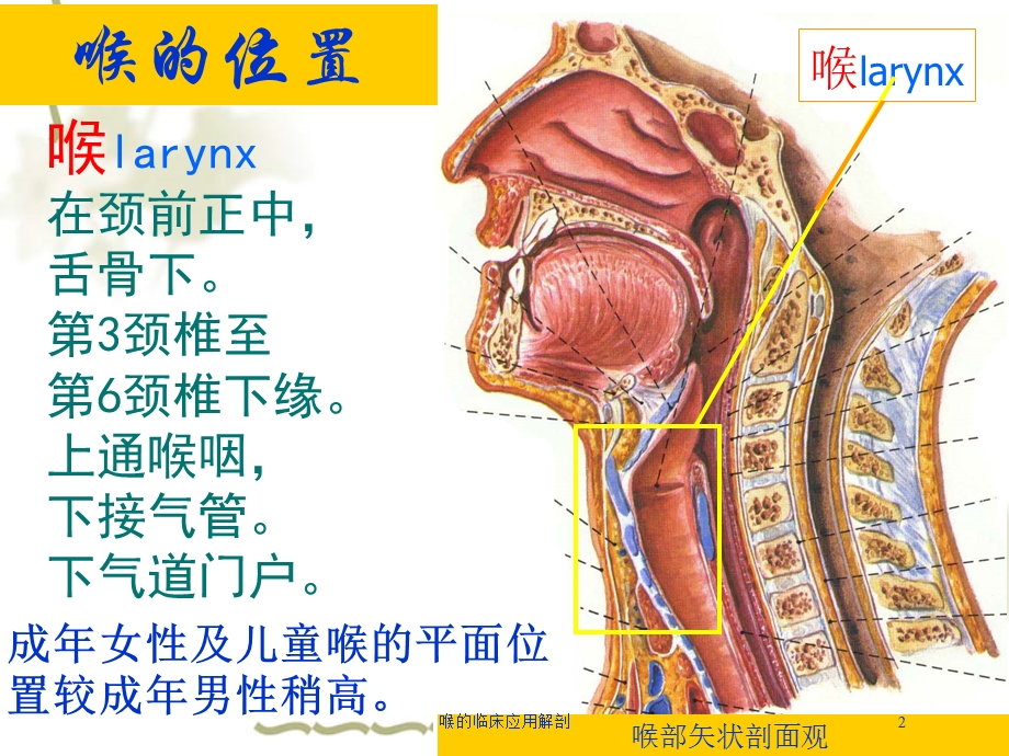 喉的临床应用解剖培训课件.ppt_第2页