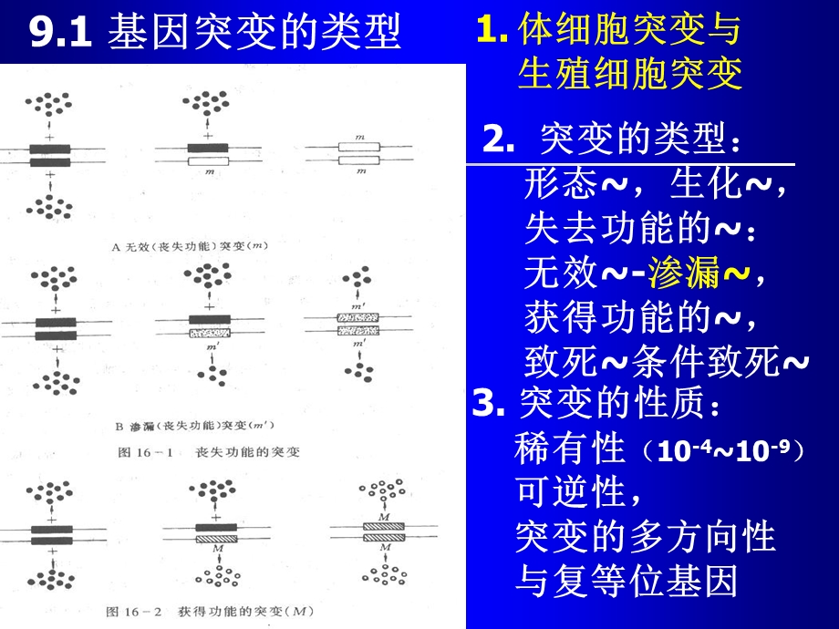 基因突变和表观遗传变异课件.ppt_第3页