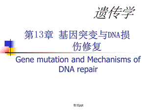 基因突变与DNA损伤修复课件.ppt