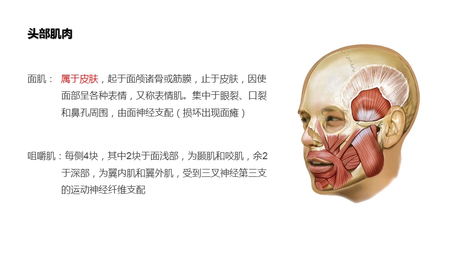 头颈部肌肉结构局部解剖ppt课件.pptx_第3页