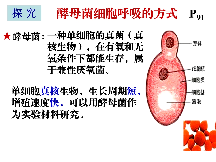 实验：探究酵母菌细胞呼吸的方式ppt课件.ppt_第1页