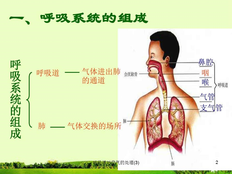 呼吸道对空气的处理课件.ppt_第2页