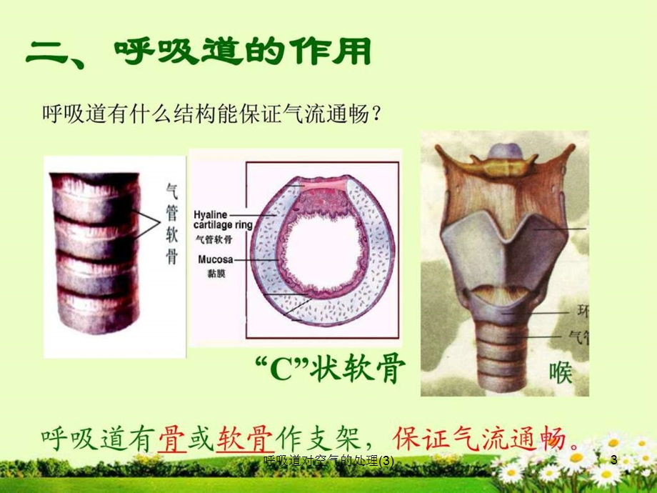 呼吸道对空气的处理课件.ppt_第3页