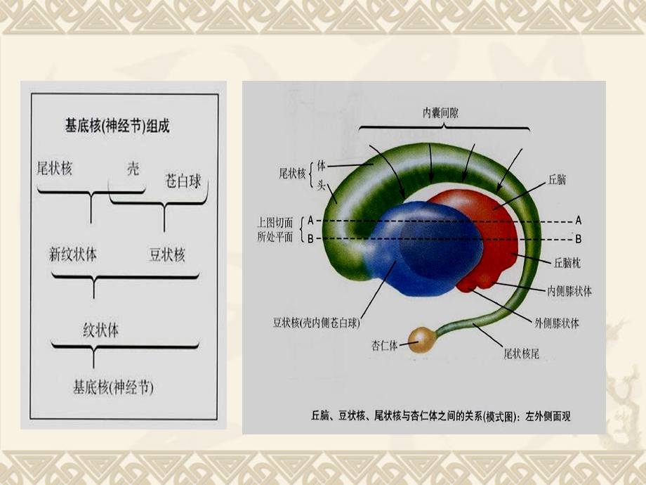 基底节对称性病变的病因和影像学特征培训课件.ppt_第2页