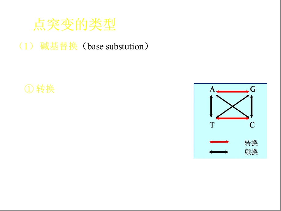 基因突变与DNA损失修复课件.ppt_第3页