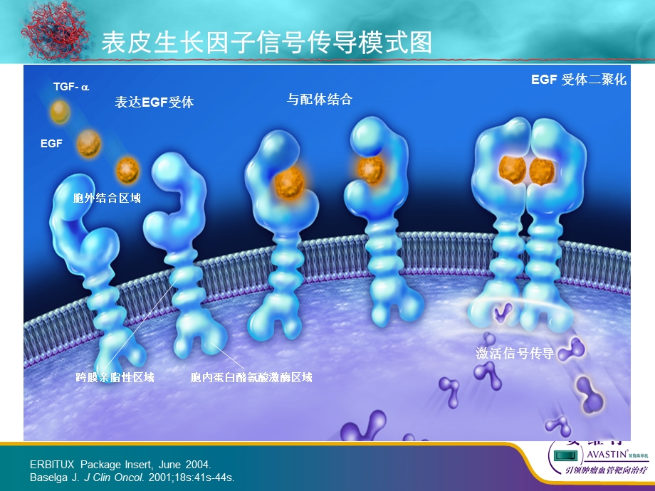 唯一治疗mCRC疗效不受KRAS状态影响的靶向药物课件.ppt_第3页