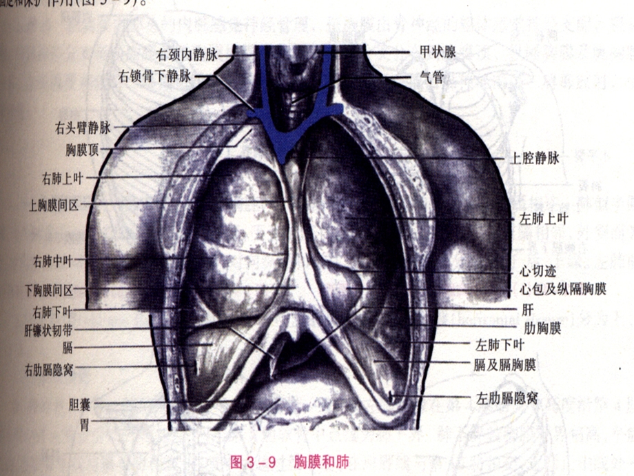 呼吸系统常见病变的介入治疗ppt课件.ppt_第3页