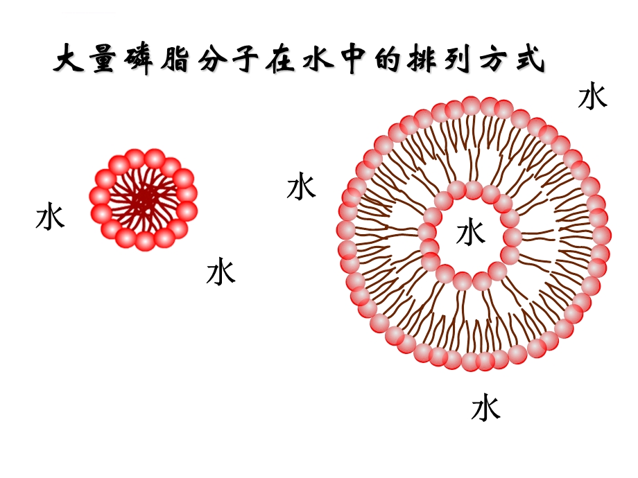 大量磷脂分子在水中的排列ppt课件.ppt_第2页