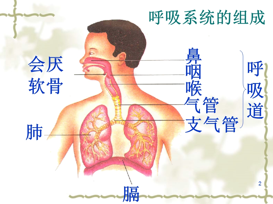 呼吸道对空气的处理课件 3.ppt_第2页