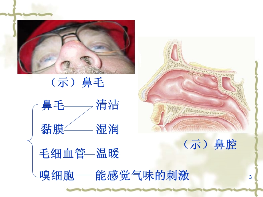 呼吸道对空气的处理课件 3.ppt_第3页