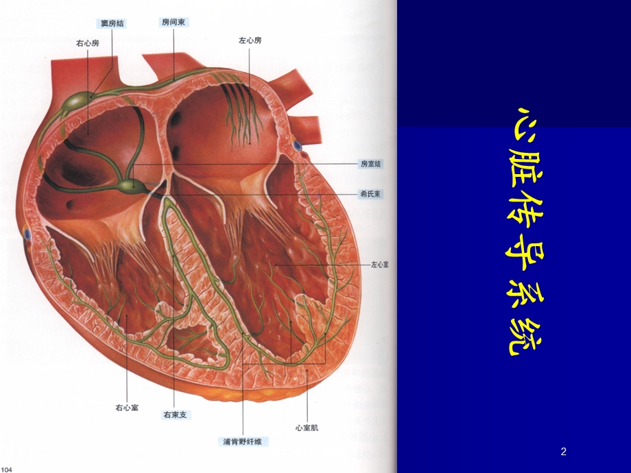 围术期心律失常培训培训课件.ppt_第2页