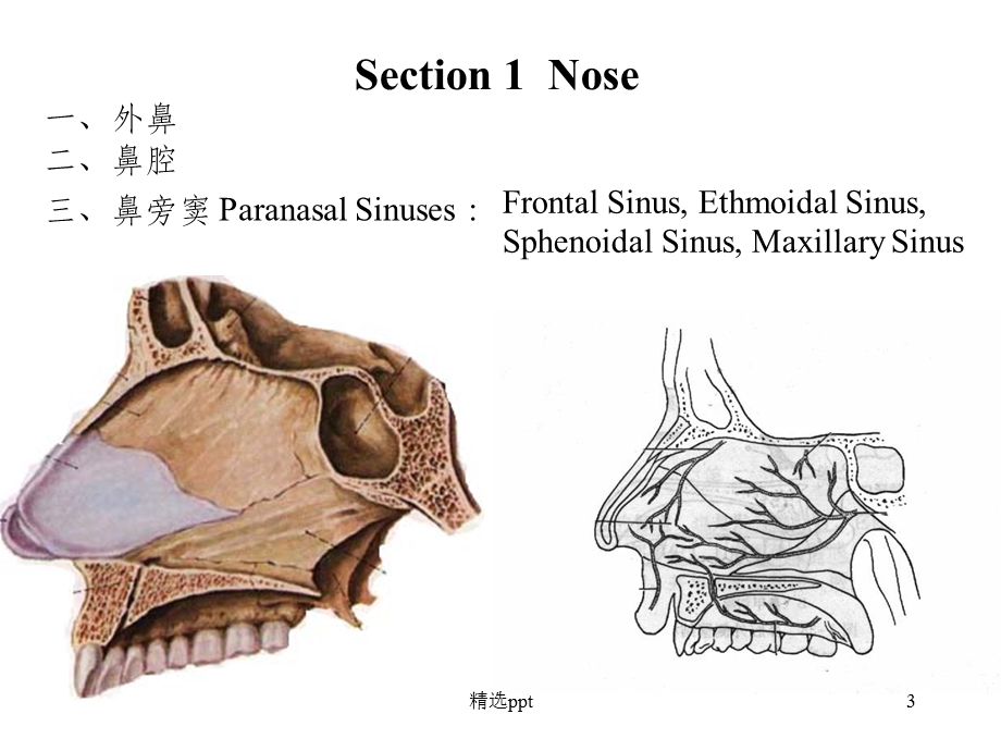 呼吸系统解剖91887课件.ppt_第3页