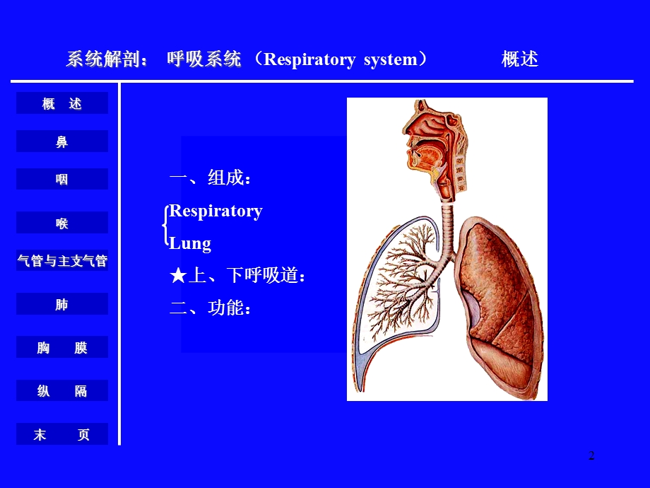 呼吸系统解剖生理课件.ppt_第2页