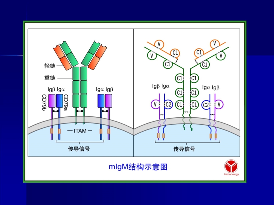 基础医学院医学免疫学课件chapter11.ppt_第3页