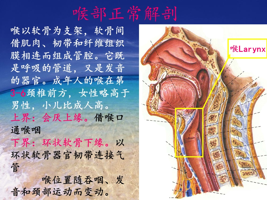 喉部解剖及常见疾病CT诊断课件.ppt_第2页