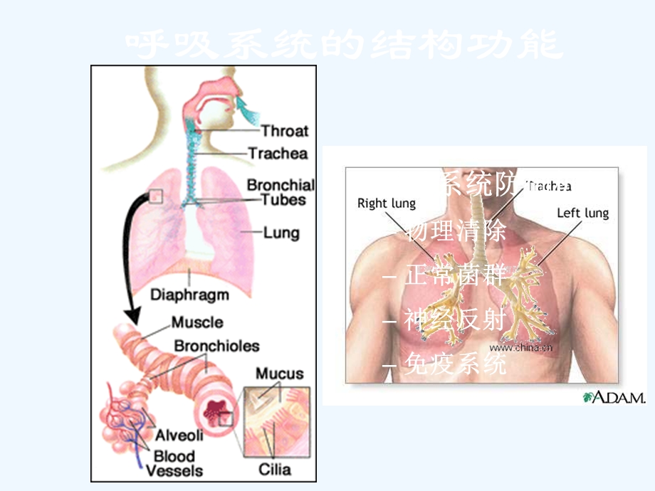 呼吸系统概述与症状课件.ppt_第3页