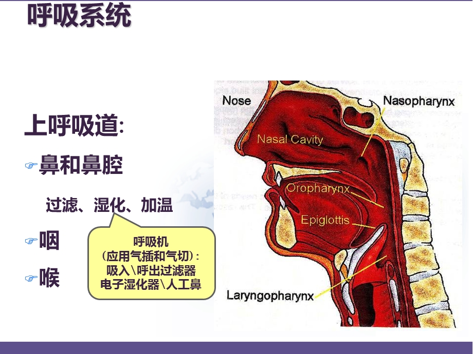 呼吸生理和呼吸参数调置课件.pptx_第3页