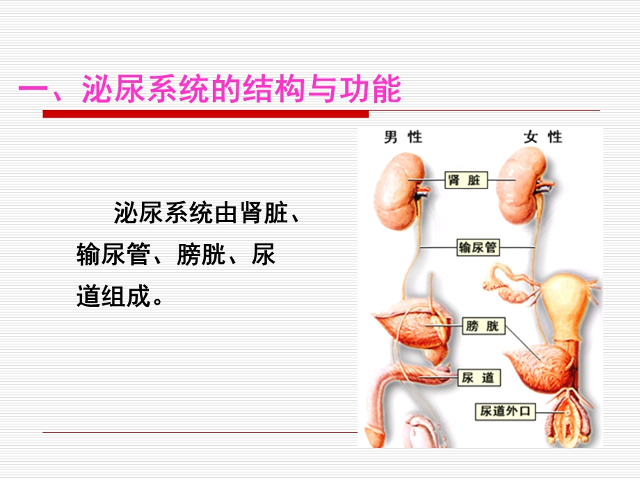 基础护理学之排尿护理ppt课件.ppt_第2页