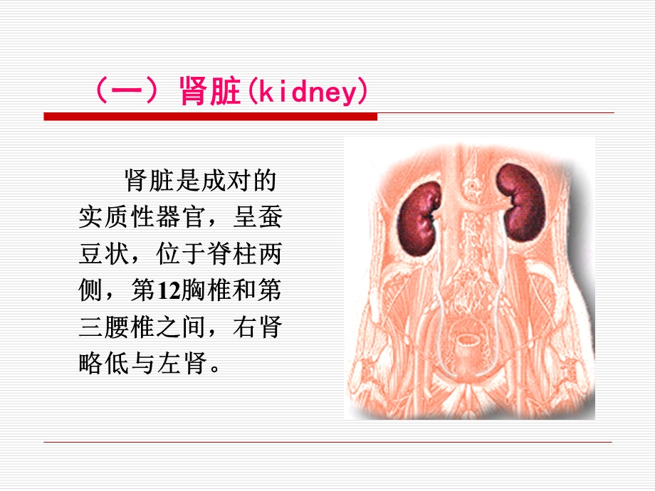 基础护理学之排尿护理ppt课件.ppt_第3页