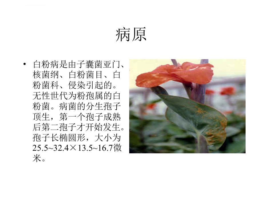 园林植物病害及防治ppt课件.ppt_第3页