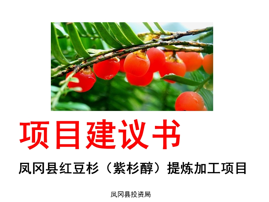 培训红豆杉项目说明1课件.ppt_第1页