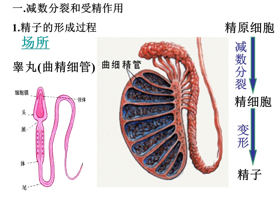 基因和染色体的关系(复习)ppt课件.ppt_第2页