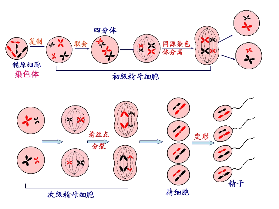 基因和染色体的关系(复习)ppt课件.ppt_第3页
