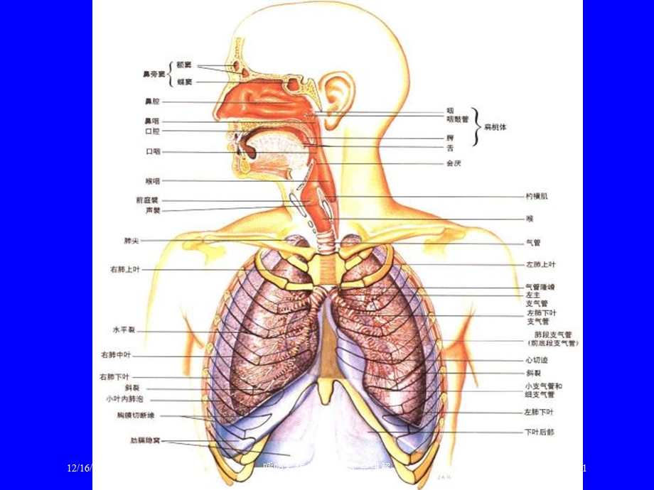 呼吸系统疾病医疗汇总讲解培训课件.ppt_第1页