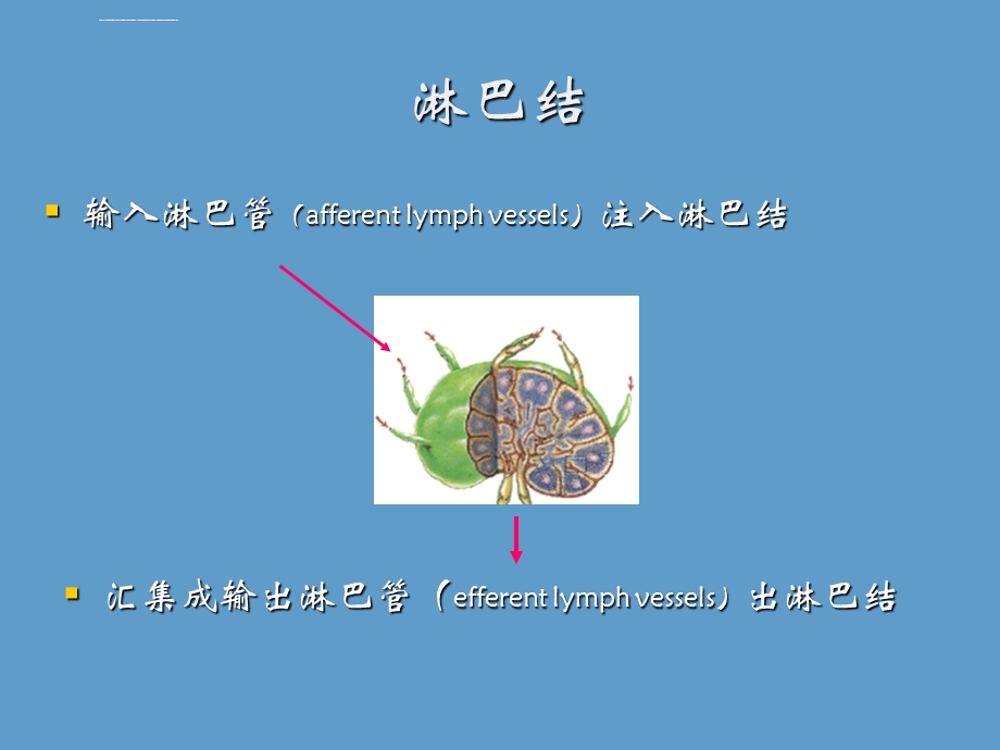 头颈部淋巴结和淋巴管ppt课件.ppt_第3页