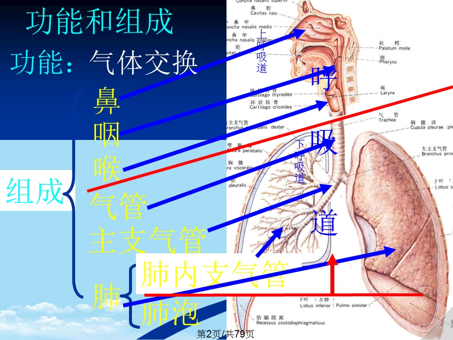 呼吸道全面版课件.pptx_第2页