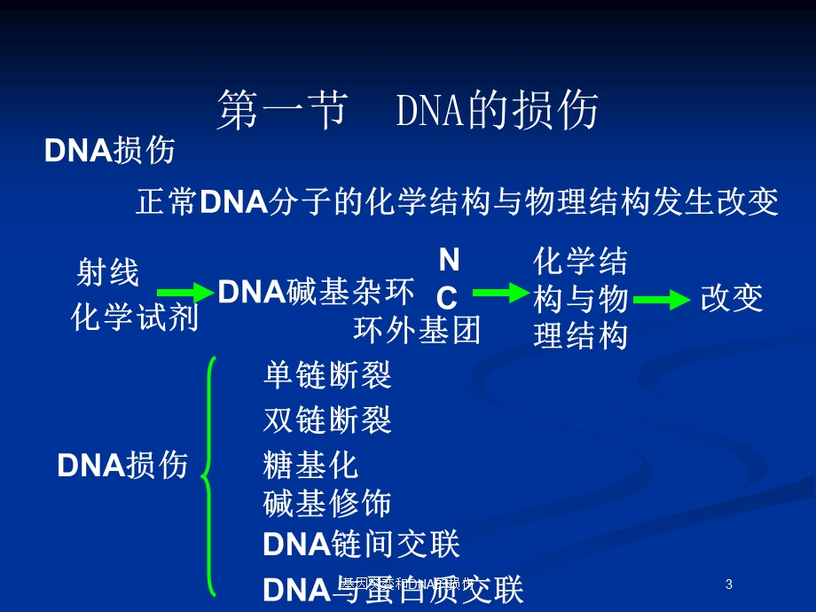 基因突变和DNA的损伤培训课件.ppt_第3页