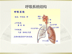 呼吸系统肿瘤课件.ppt