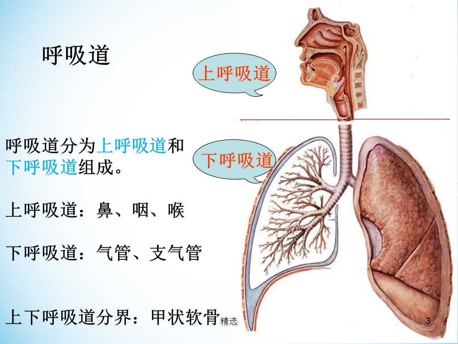 呼吸系统生理解剖课件.ppt_第3页