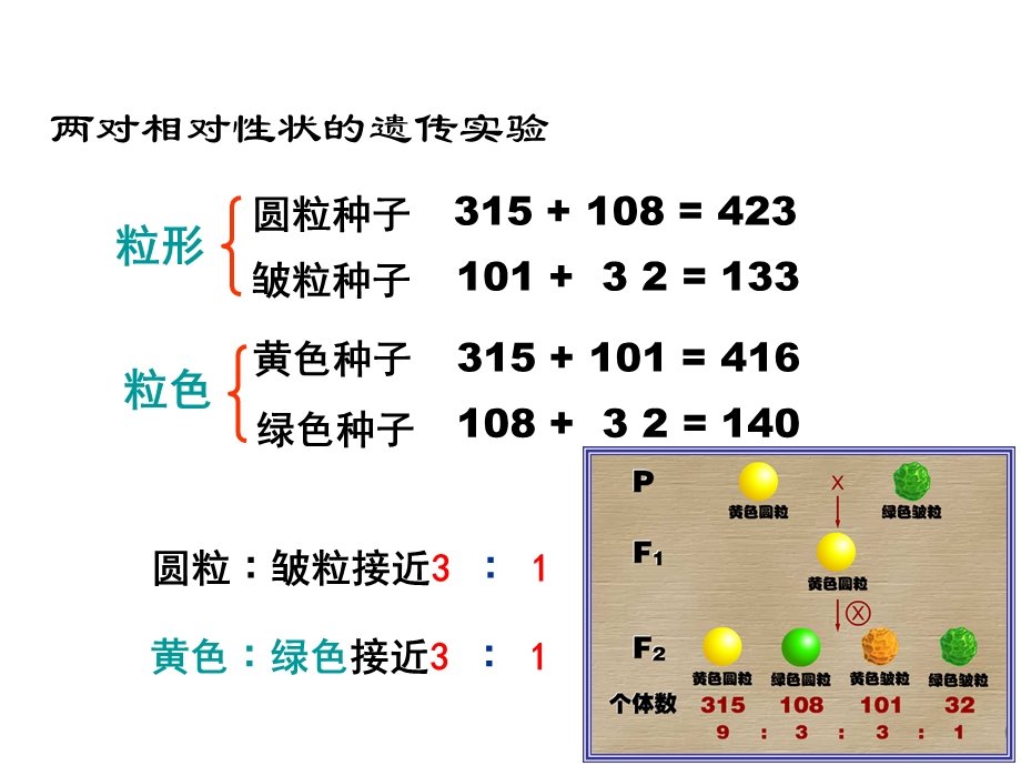 孟德尔豌豆杂交实验二自由组合定律ppt课件.ppt_第3页