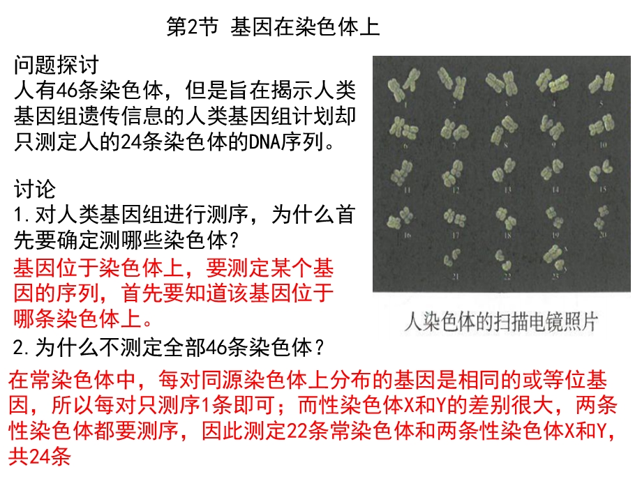 基因在染色体上课件(22张).pptx_第1页