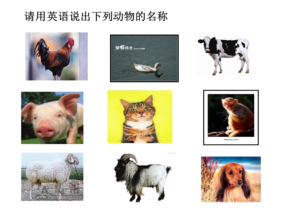 四年级英语课件Lesson19Birds.ppt_第2页