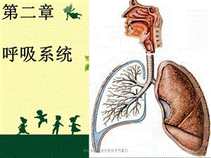 呼吸系统概述及急性支气管炎课件.ppt