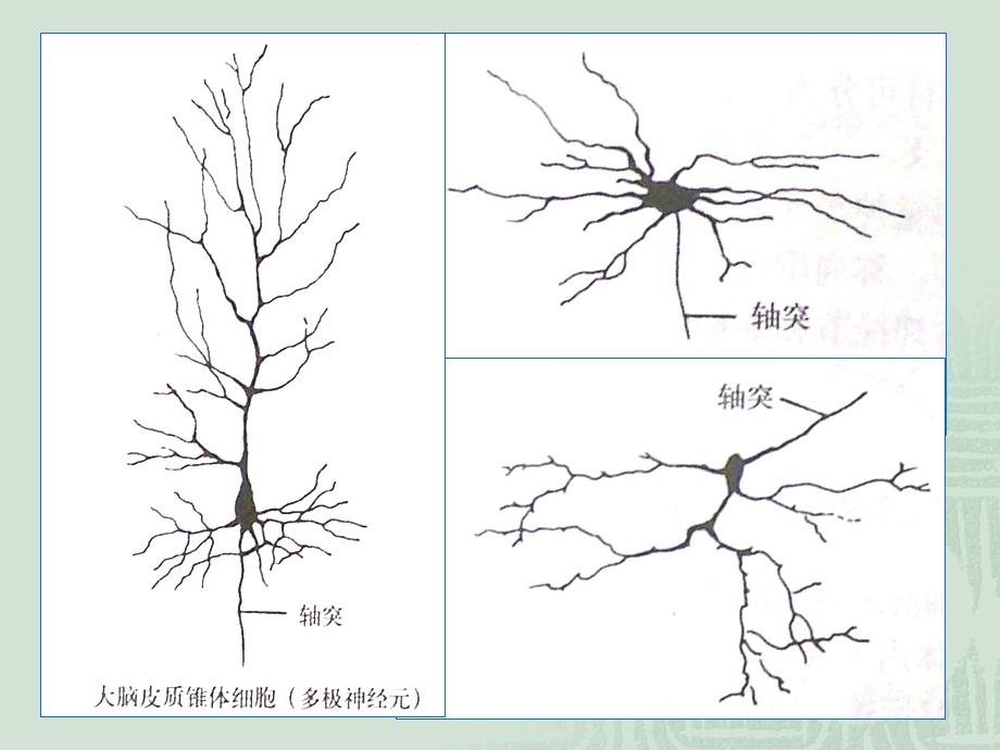 小儿磁共振正常表现课件.ppt_第3页