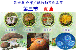 人教版八年级生物《真菌》精品中学课件.ppt