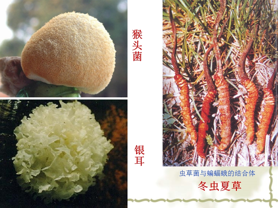 八年级上册生物ppt课件第三节真菌.ppt_第3页