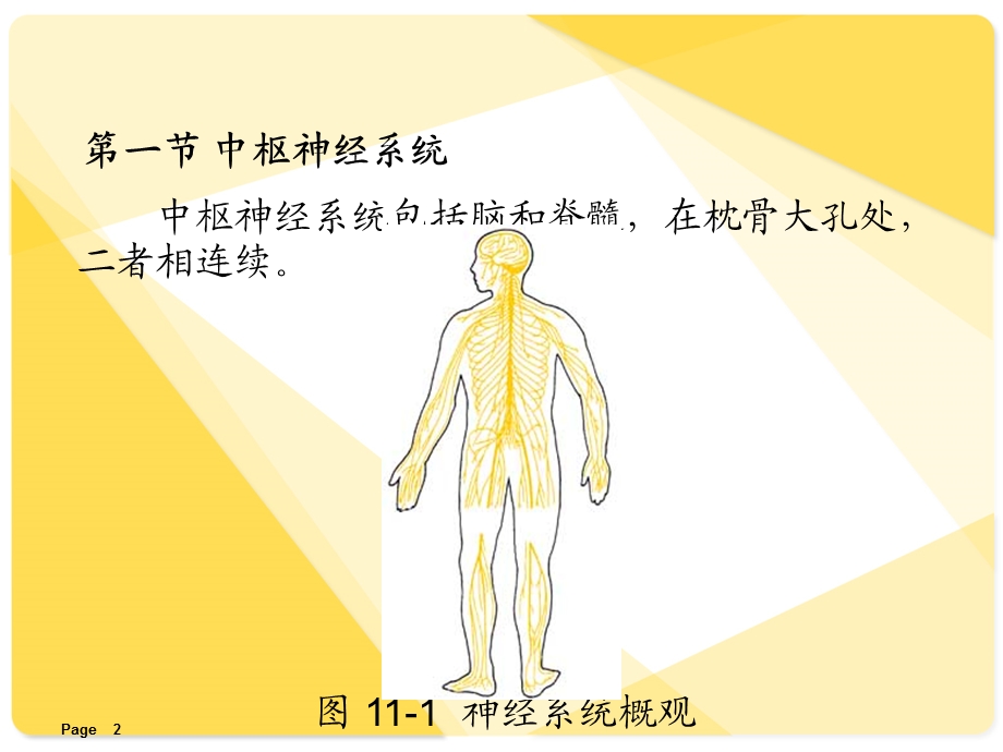 人体解剖学神经系统课件.ppt_第2页