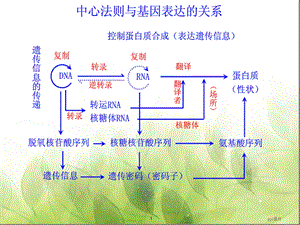 基因突变和基因重组（优质课）课件.ppt