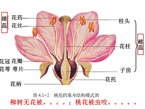 八年级上册生物花的结构ppt课件.ppt