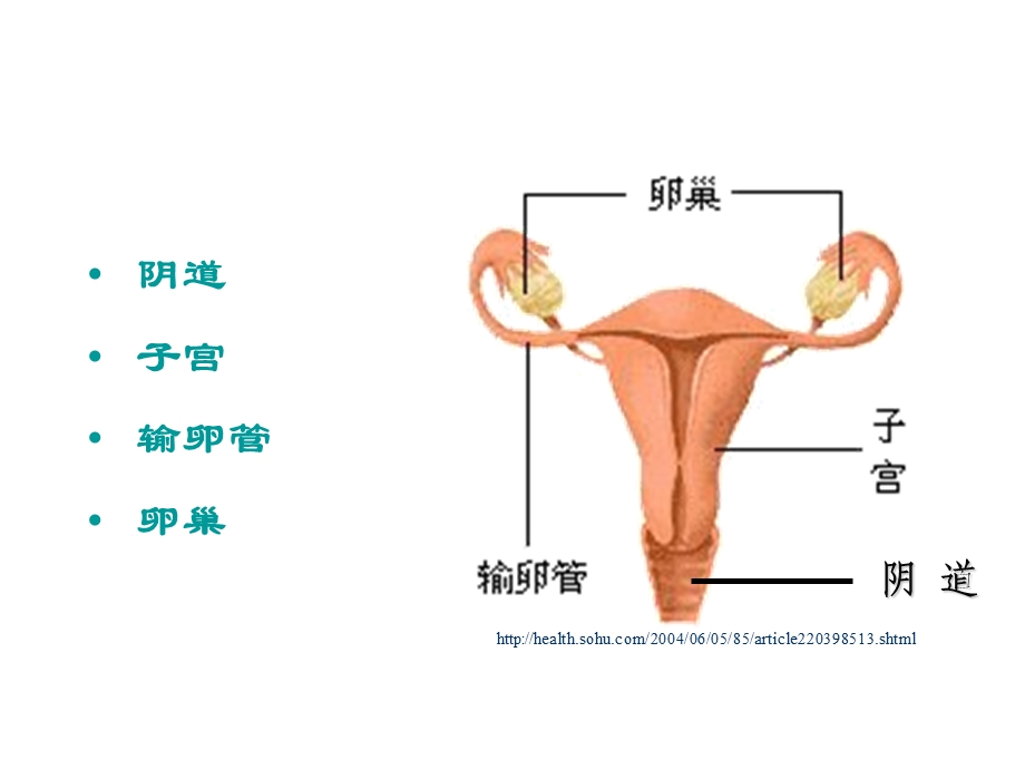 子宫及附件解剖及生理教材课件.ppt_第2页