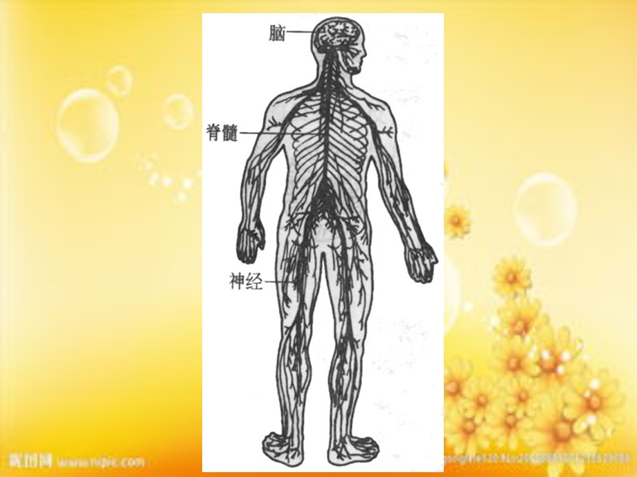 儿童神经系统课件.ppt_第3页