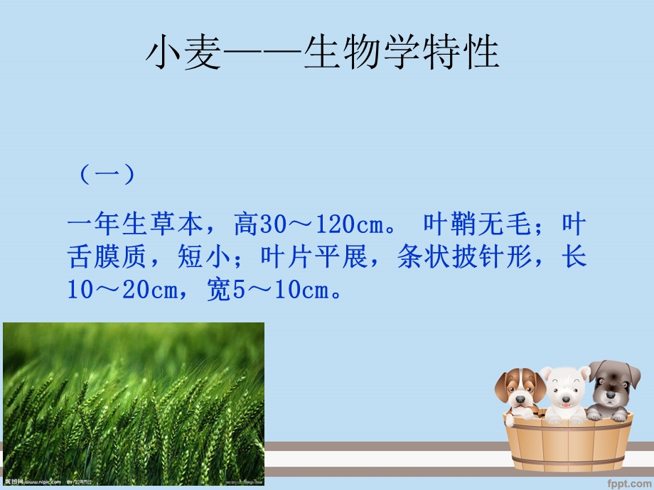 小麦种子生产技术教材课件.ppt_第2页