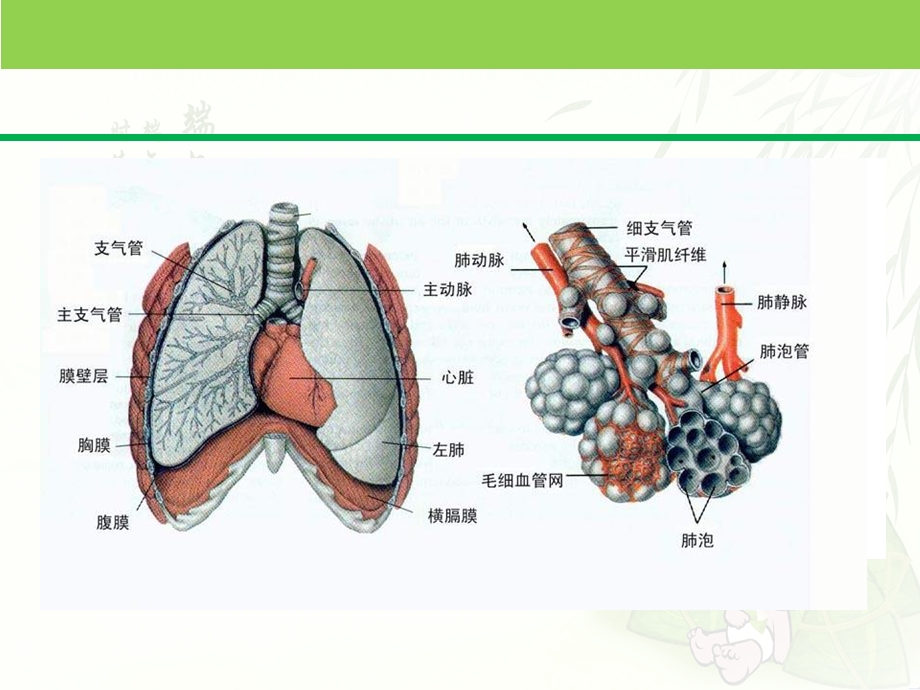 从业人员的权利和义务课件.pptx_第3页