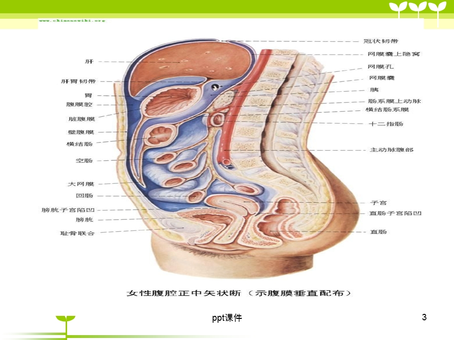 宫颈癌健康教育课件.ppt_第3页