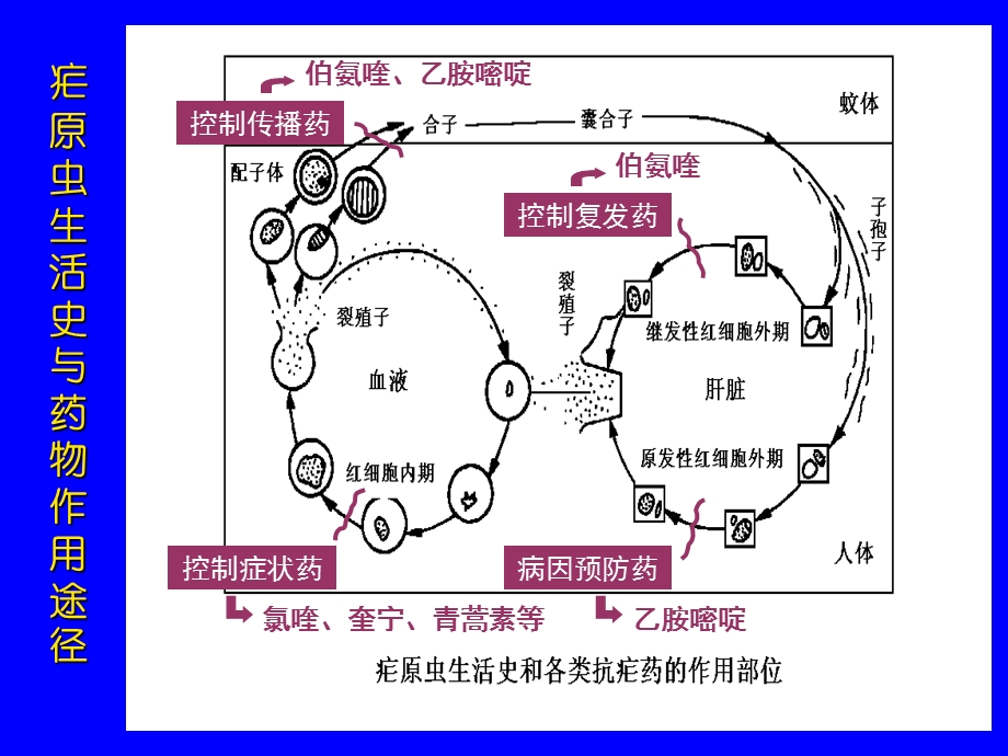 天然药物化学 第三十九章 抗寄生虫药课件.ppt_第2页