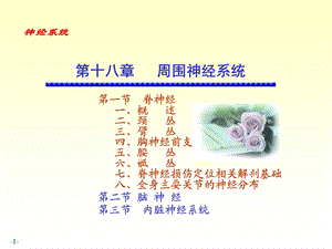 周围神经系统课件.ppt